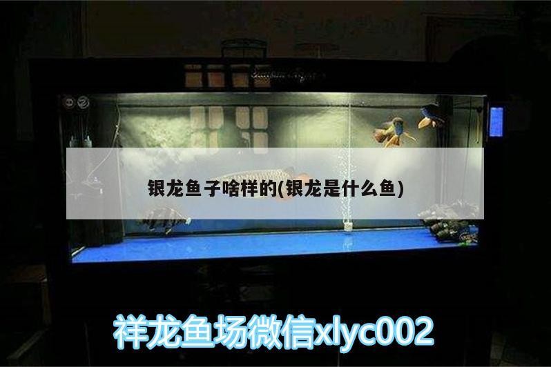 銀龍魚子啥樣的(銀龍是什么魚)