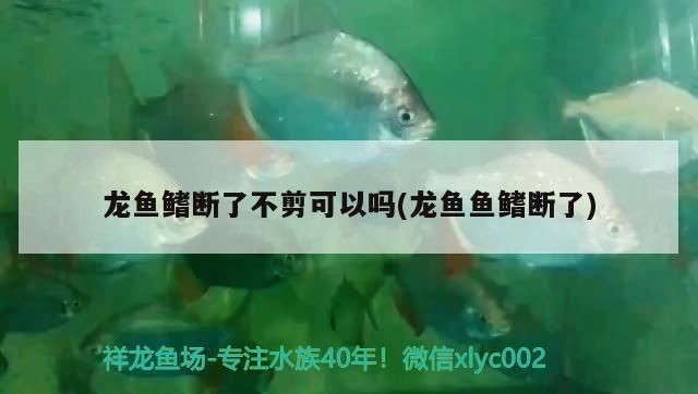 龍魚魚鰭打散了還能長好嗎vs祥龍魚場：龍魚魚鰭再生過程的時間如何預防龍魚鰭受損后的護理方法