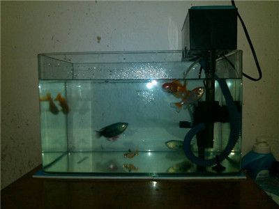 40魚缸養什么魚好看：40厘米的小魚缸適合養什么魚