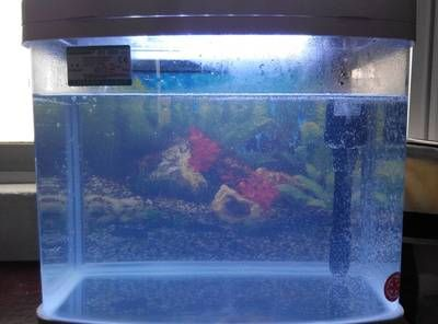 40魚缸養什么魚好看：40厘米的小魚缸適合養什么魚
