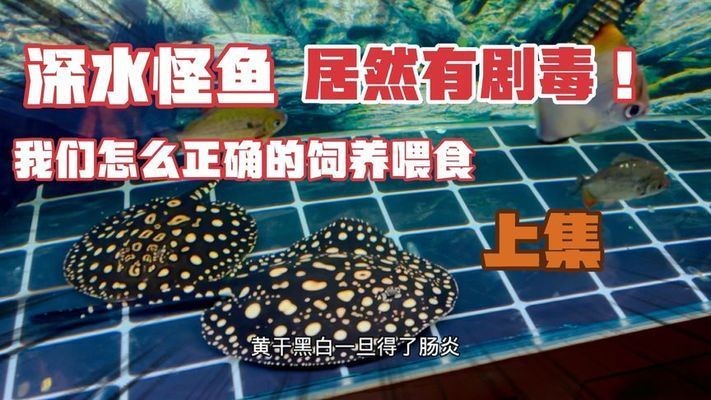 黑帝王魟魚毒性處理方法：黑帝王魟魚養殖技術分享,黑帝王魟魚毒性預防策略