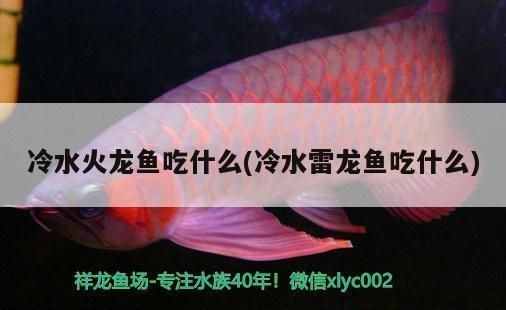 龍魚缸ph多少合適vs祥龍魚場：第28屆中國國際寵物水族展覽會cips(2024長城寵物展