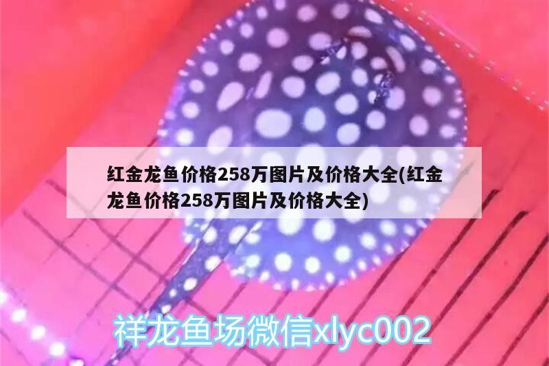 紫底過背金龍魚圖片(紫底過背金龍魚圖片高清)