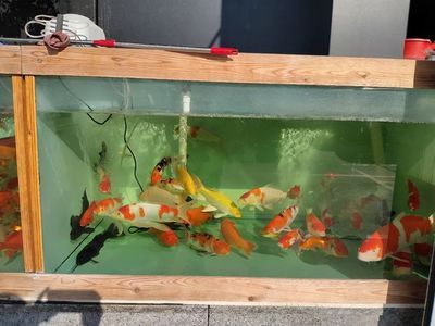 大魚缸換水多久換一次比較好：大魚缸換水的頻率