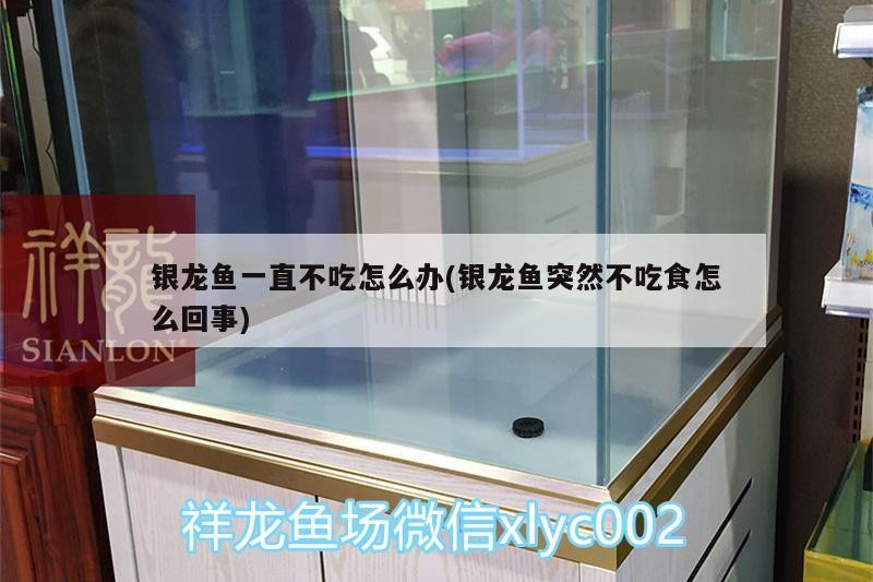 銀龍魚一直不吃怎么辦(銀龍魚突然不吃食怎么回事)