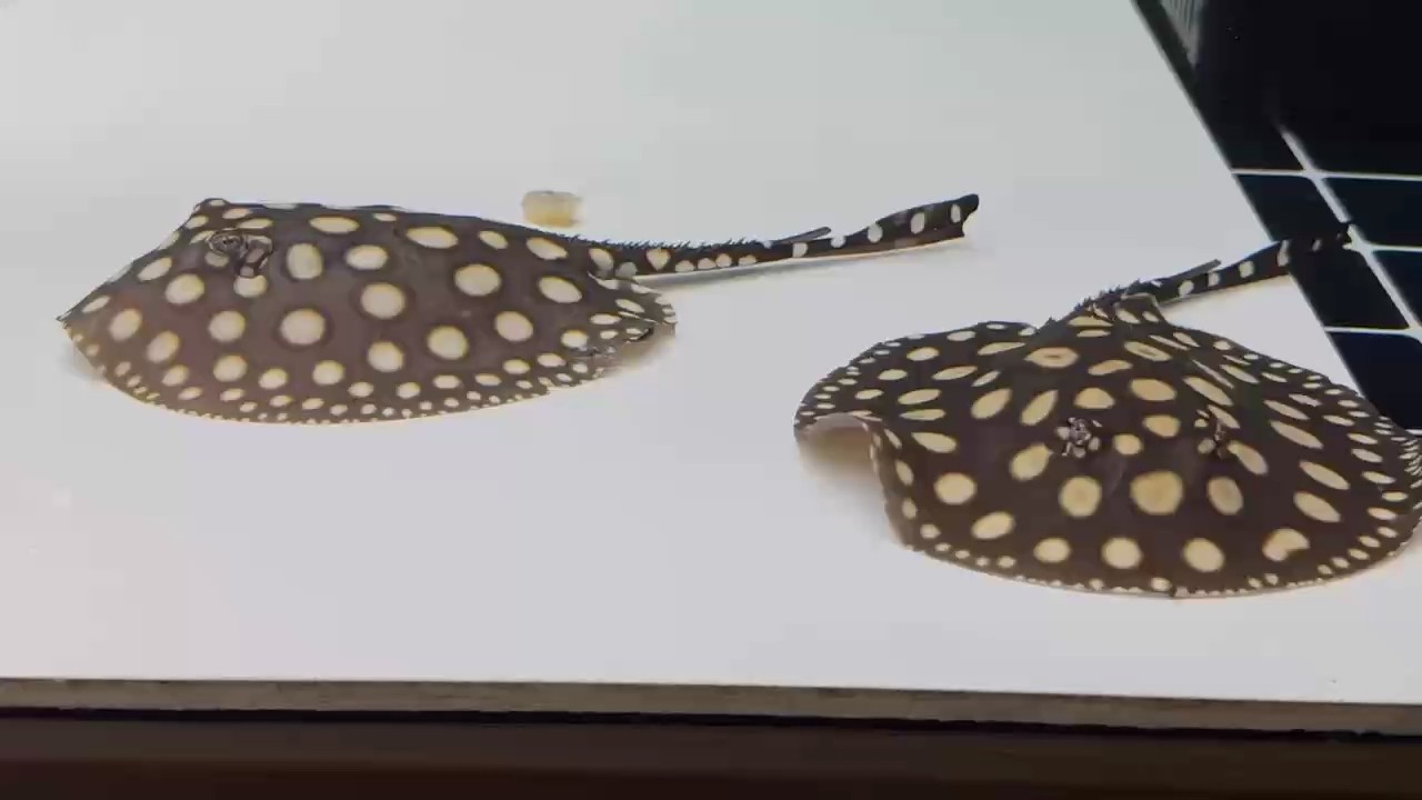 開飯了喂