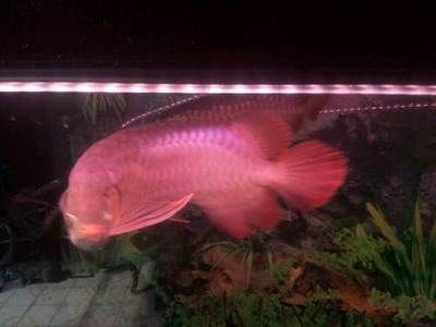 紅龍魚苗多大時才能用發色燈：紅龍魚何時使用發色燈