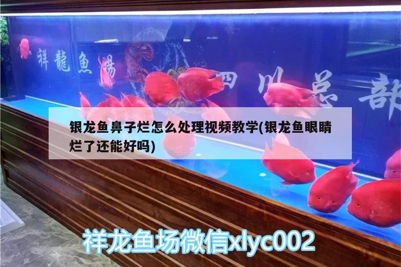 銀龍魚(yú)鼻子爛怎么處理視頻教學(xué)(銀龍魚(yú)眼睛爛了還能好嗎)