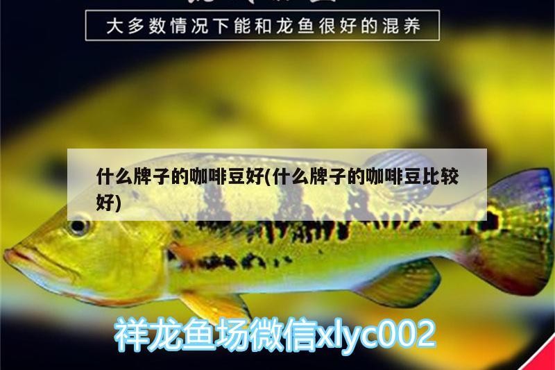 什么牌子的咖啡豆好(什么牌子的咖啡豆比較好)