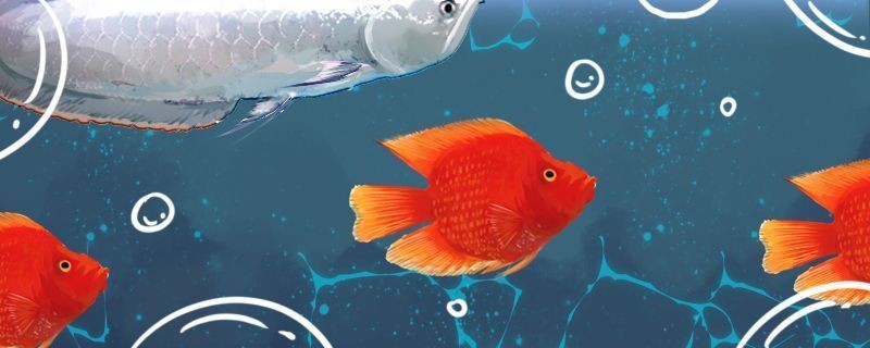 龍魚鱗片發白透明了vs祥龍魚場：龍魚鱗片變白的原因