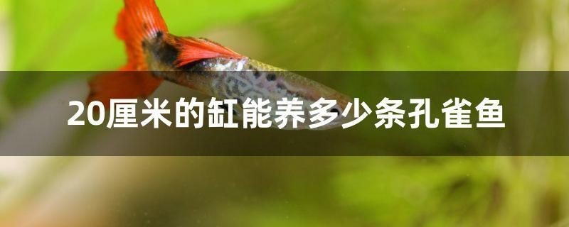 20厘米的缸能養多少條孔雀魚