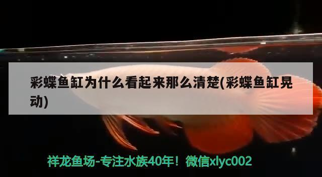 彩蝶魚缸為什么看起來那么清楚(彩蝶魚缸晃動)