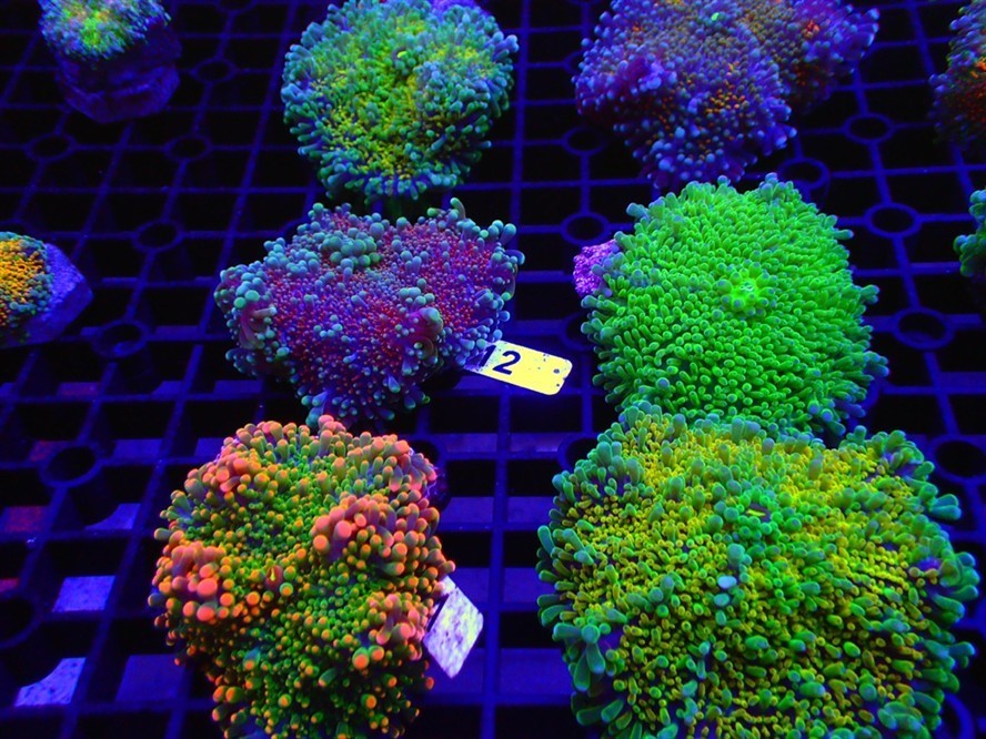 血紅金龍魚多少錢一條圖片大全集：血紅金龍魚多少錢一條圖片大全集