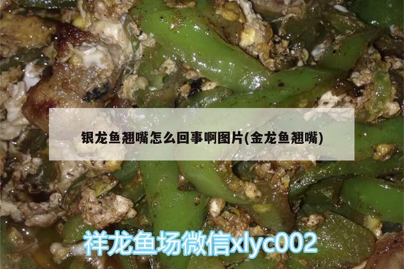 銀龍魚翹嘴怎么回事啊圖片(金龍魚翹嘴)