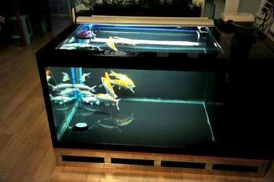 玻璃膠能不能粘魚缸：如何選擇魚缸膠