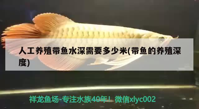 有哪些高質量的八角龍魚飼料品牌，高質量的八角龍魚飼料品牌