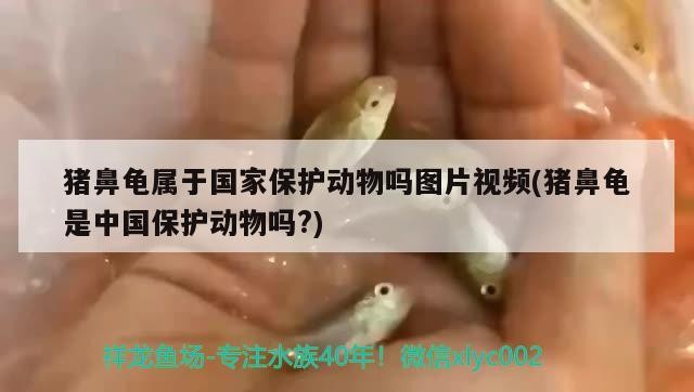 豬鼻龜屬于國家保護動物嗎圖片視頻(豬鼻龜是中國保護動物嗎?)