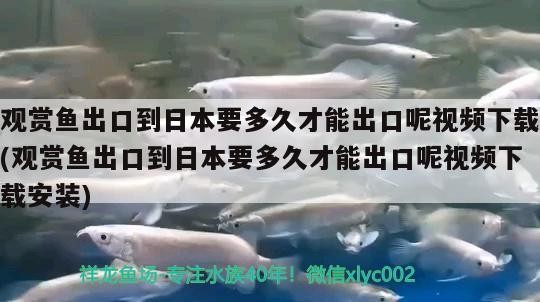 馬來西亞益昌老街咖啡(馬來西亞益昌老街咖啡奶茶)