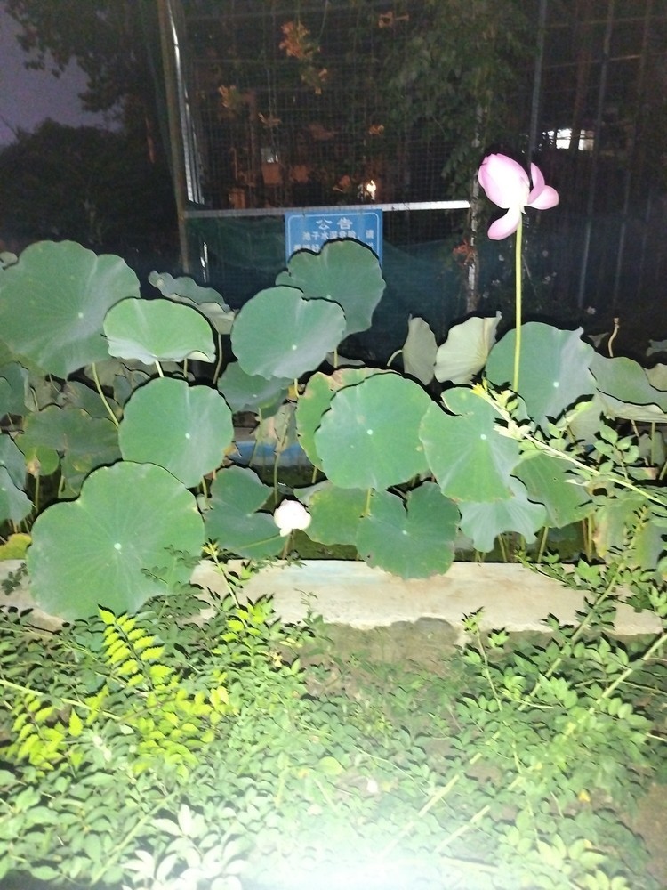 出淤泥而不染
