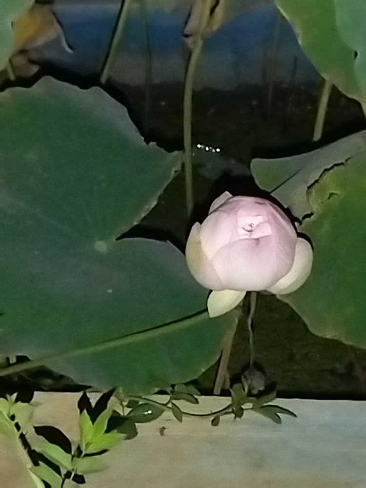 出淤泥而不染