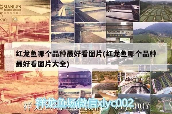 最漂亮的紅龍魚是什么魚：最漂亮的紅龍魚品種
