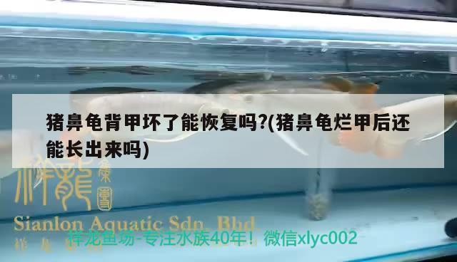豬鼻龜背甲壞了能恢復(fù)嗎?(豬鼻龜爛甲后還能長出來嗎)