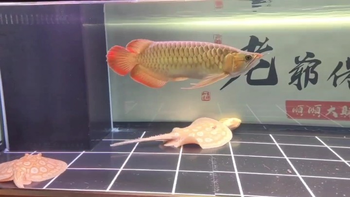 魚兒悠閑的游動(dòng)的，人兒忙碌的奔波。