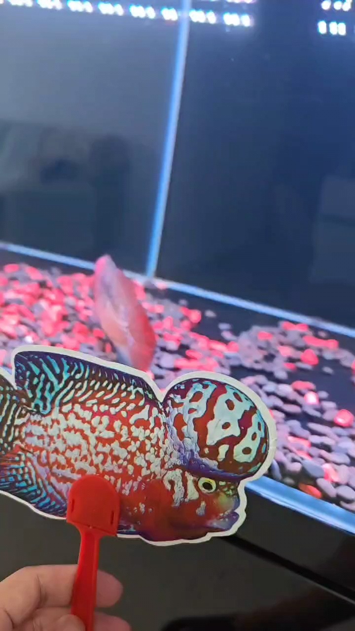 8月21日進缸