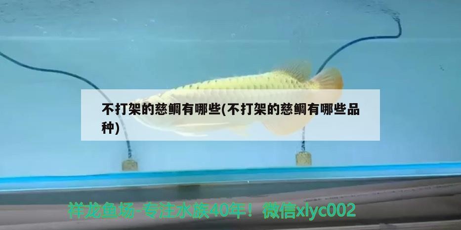 不打架的慈鯛有哪些(不打架的慈鯛有哪些品種)