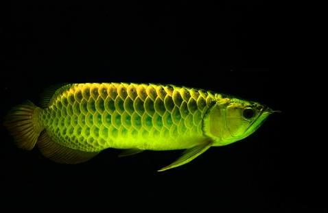 過背金龍魚怎么挑選:古典過背金龍和普通金龍區別
