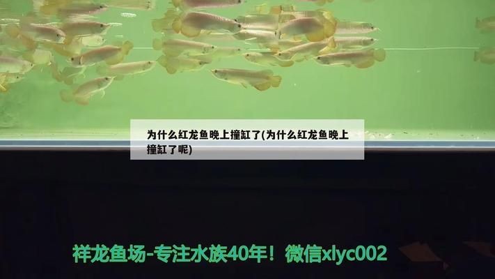 為什么紅龍魚晚上撞缸：紅龍魚撞缸的原因及解決方法