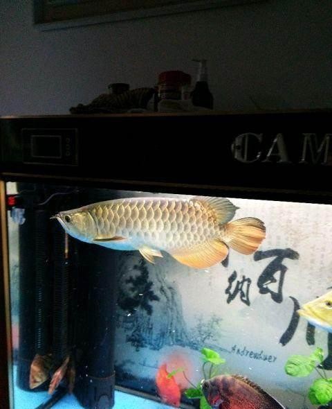 忻州二手龍魚:1米長過背金龍魚價值