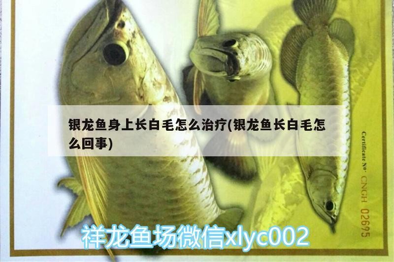 銀龍魚身上長白毛怎么治療(銀龍魚長白毛怎么回事)