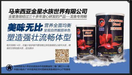 紅龍魚哪里買的到:如何購買紅龍魚 紅龍魚百科 第5張 紅龍魚哪里買的到:如何購買紅龍魚 紅龍魚哪里買的到:如何購買紅龍魚 紅龍魚百科 第5張