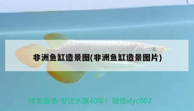 非洲魚(yú)缸造景圖(非洲魚(yú)缸造景圖片)