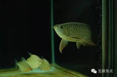 魟魚下崽前多喂少喂：\"魟魚下崽前多喂少喂\"