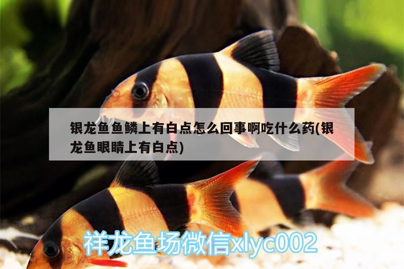 銀龍魚魚鱗上有白點怎么回事啊吃什么藥(銀龍魚眼睛上有白點)
