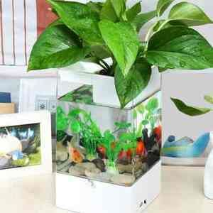 大圓魚缸適合養水培植物：大圓魚缸適合養什么水培植物？