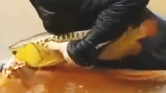 紅龍魚和金龍魚混養(yǎng)用什么燈好一點(diǎn)
