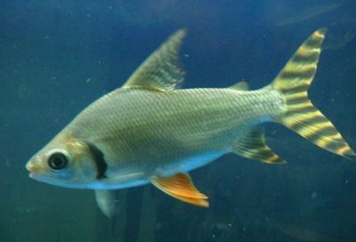 魟魚購買后健康維護方法：魟魚適宜水溫控制技巧