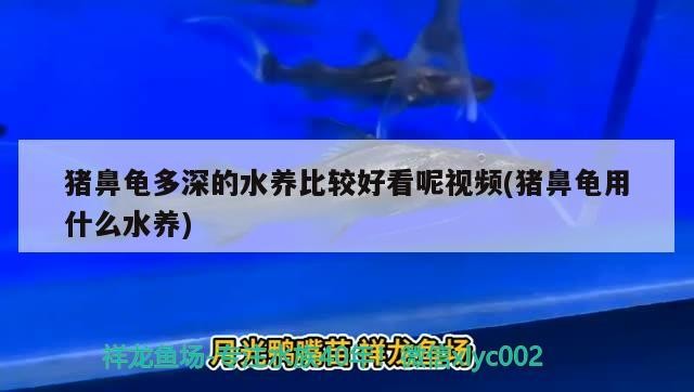 豬鼻龜多深的水養比較好看呢視頻(豬鼻龜用什么水養)
