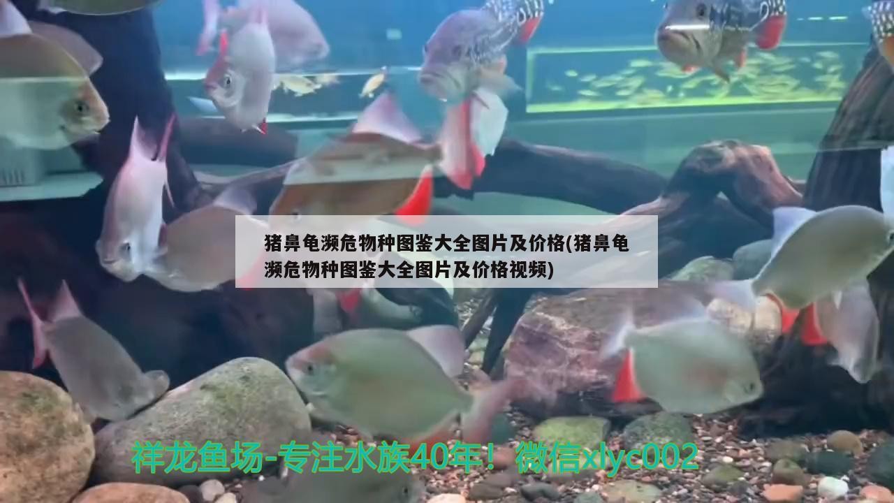 豬鼻龜瀕危物種圖鑒大全圖片及價格(豬鼻龜瀕危物種圖鑒大全圖片及價格視頻) 豬鼻龜瀕危物種圖鑒大全圖片及價格(豬鼻龜瀕危物種圖鑒大全圖片及價格視頻) 豬鼻龜百科