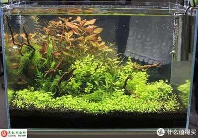 23厘米的魚缸：23厘米的魚缸尺寸對(duì)于容納一定量的水來說是合適的