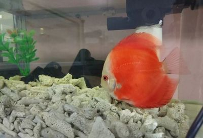 23厘米的魚缸：23厘米的魚缸尺寸對(duì)于容納一定量的水來說是合適的
