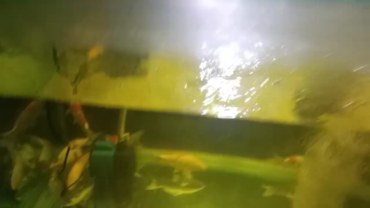 以后可以愉快的換水了