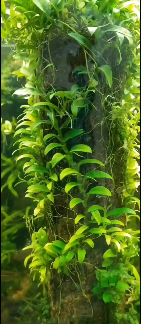 水下爬藤