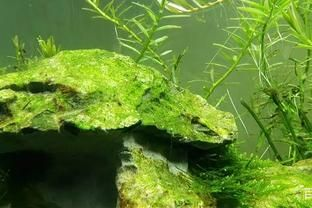 除魚缸青苔的魚：如何處理魚缸中的青苔