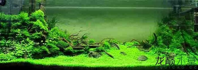 除魚缸青苔的魚：如何處理魚缸中的青苔