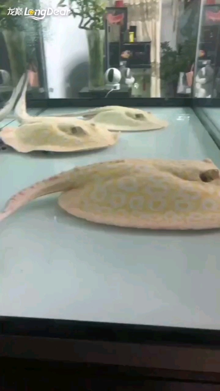 轉發518