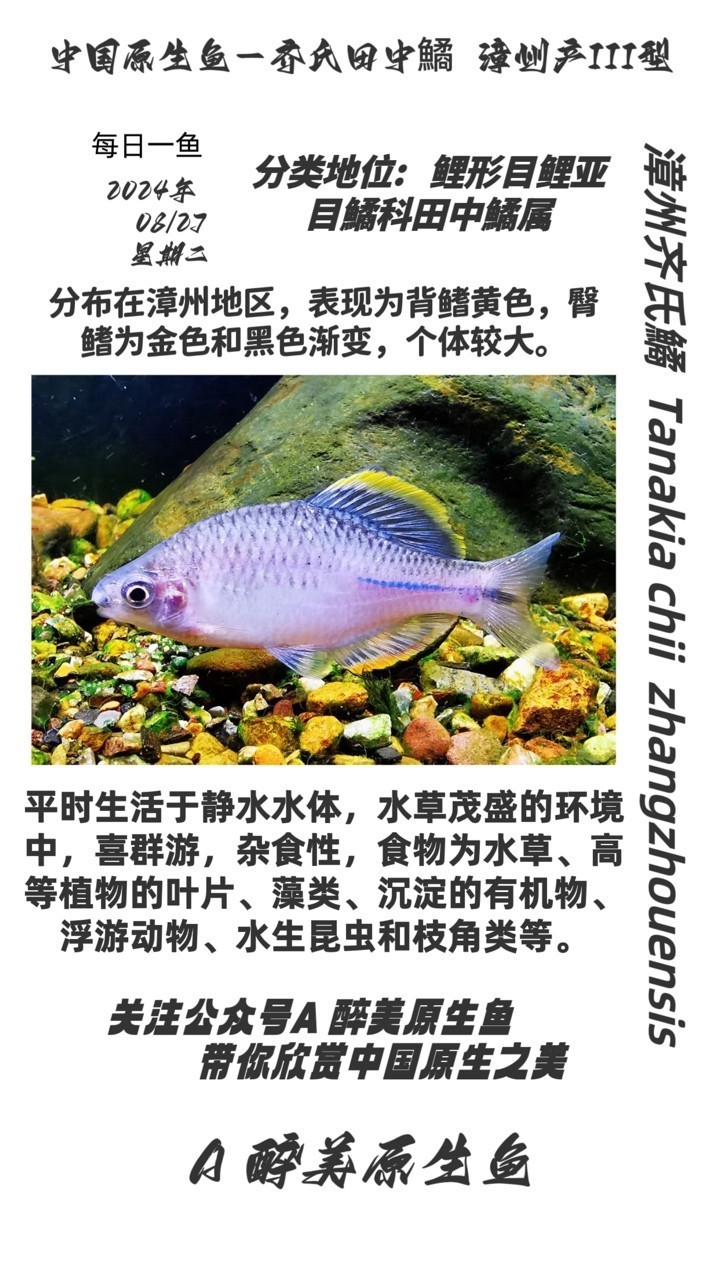 漳州齊氏鱊 第三款
